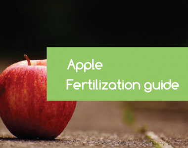 apple-fertilization