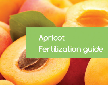 apricot-fertilization