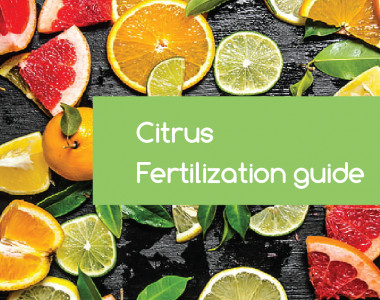 citrus-fertilization