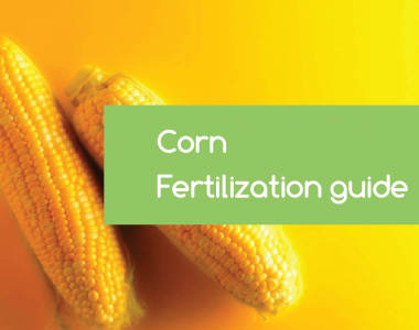 corn-fertilization