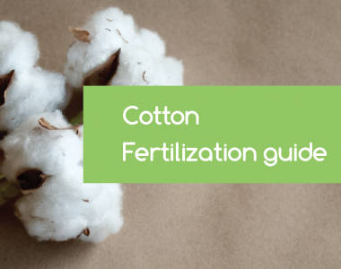 cotton-fertilization