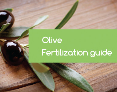 olive-fertilization