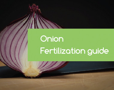 onion-fertilization