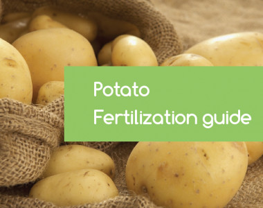 potato-fertilization