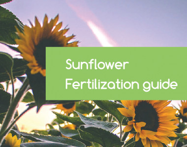 sunflower-fertilization